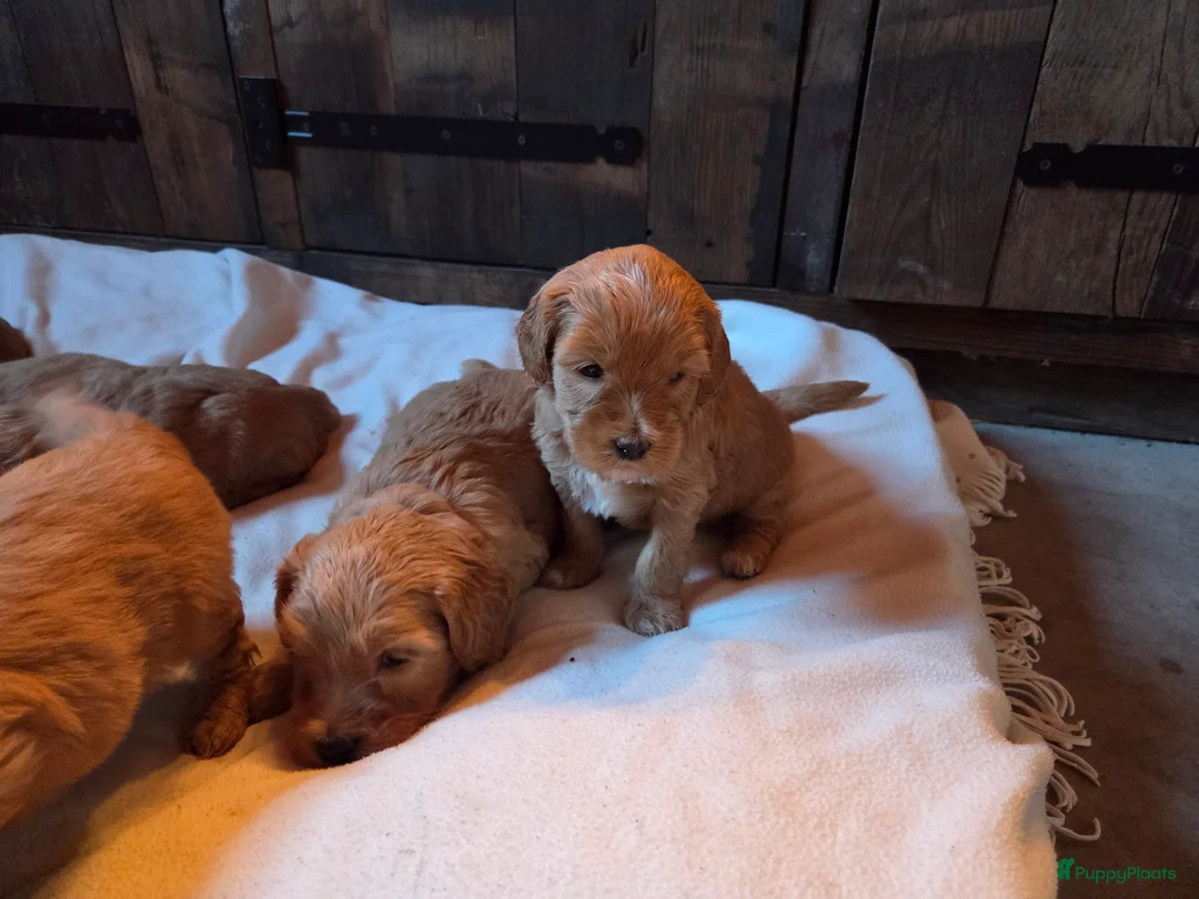 Kruising honden te koop: Labradoodle x Goldendoodle pups - Advertentie 21