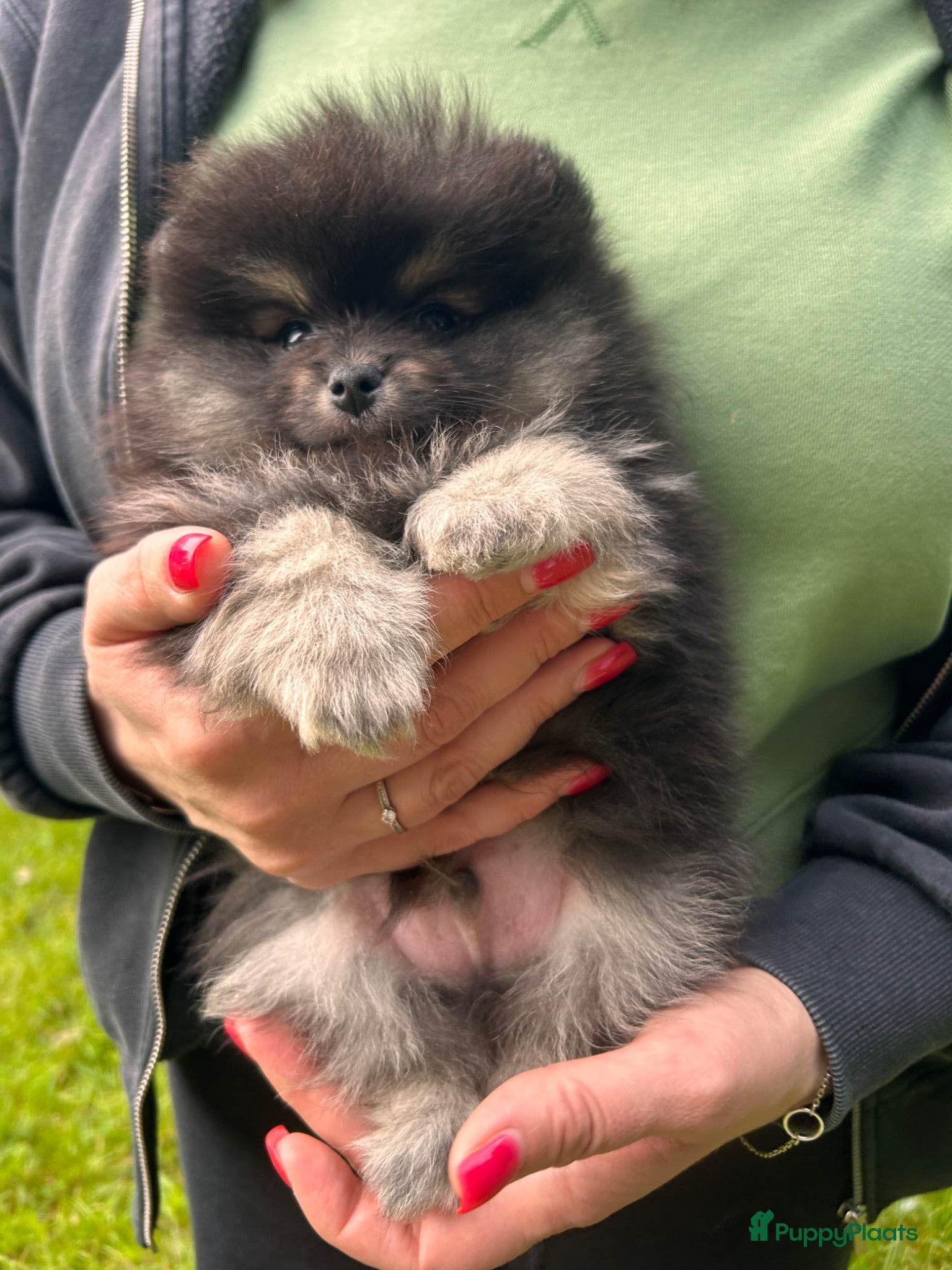 Pomeriaan honden 🌺Pomeranian 100 %🌺 - Advertentie 1