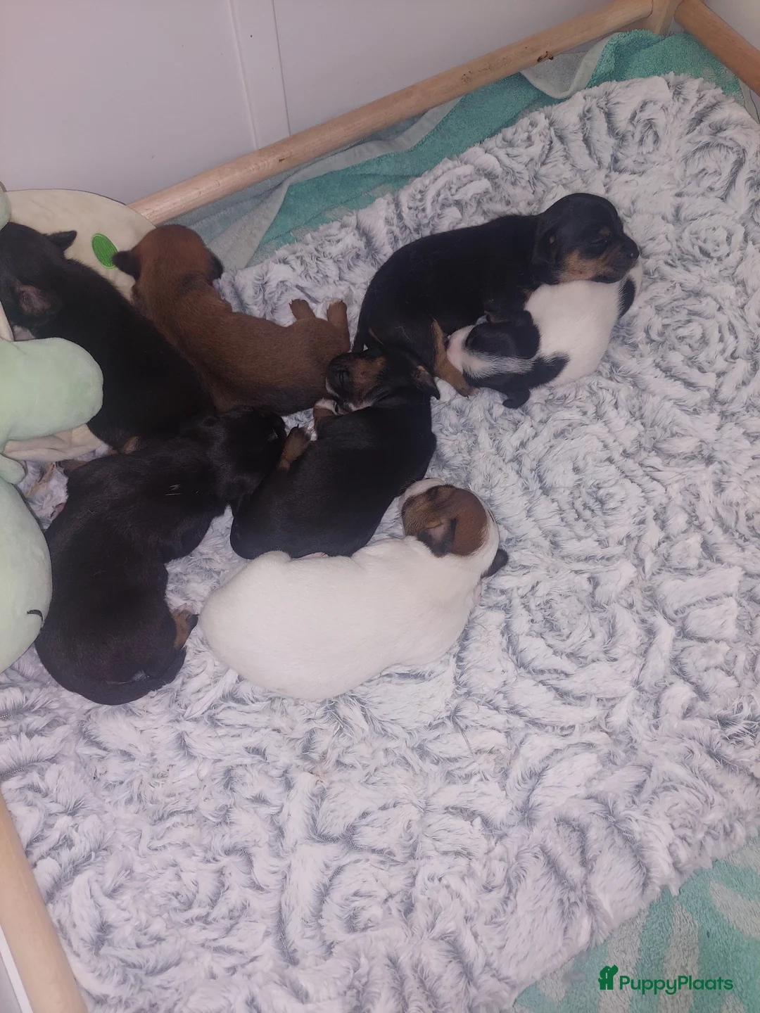 Jack Russel Terriër honden te koop: Jack Russels  - Advertentie 2