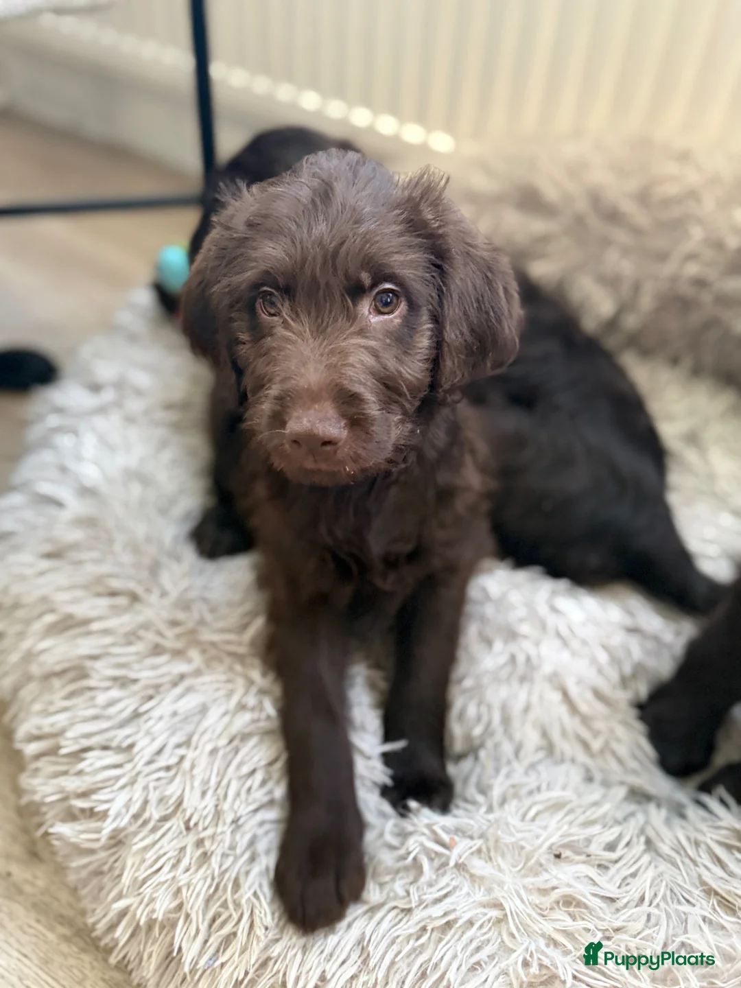 Labradoodle honden te koop: Labradoodle puppy’s zoeken een gouden mandje  - Advertentie 2