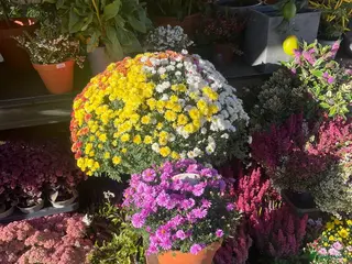 Kruising honden sdfsdfksdlfjdslkfj - Advertentie 1