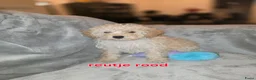 Maltipoo honden te koop: Mooie maltipoo pups 8 weken oud - Advertentie 3