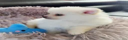 Pomeriaan honden te koop: Nog twee prachtige creme pomeranian puppys!❤️ - Advertentie 8
