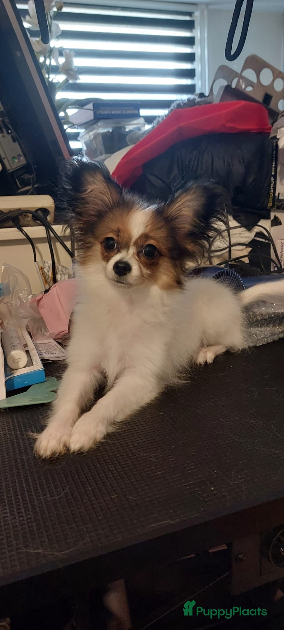 Vlinderhondje honden Vlinder hondje teefje - Advertentie 2