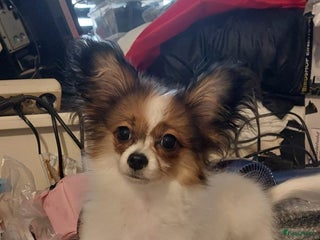 Vlinderhondje honden Vlinder hondje teefje - Advertentie 1