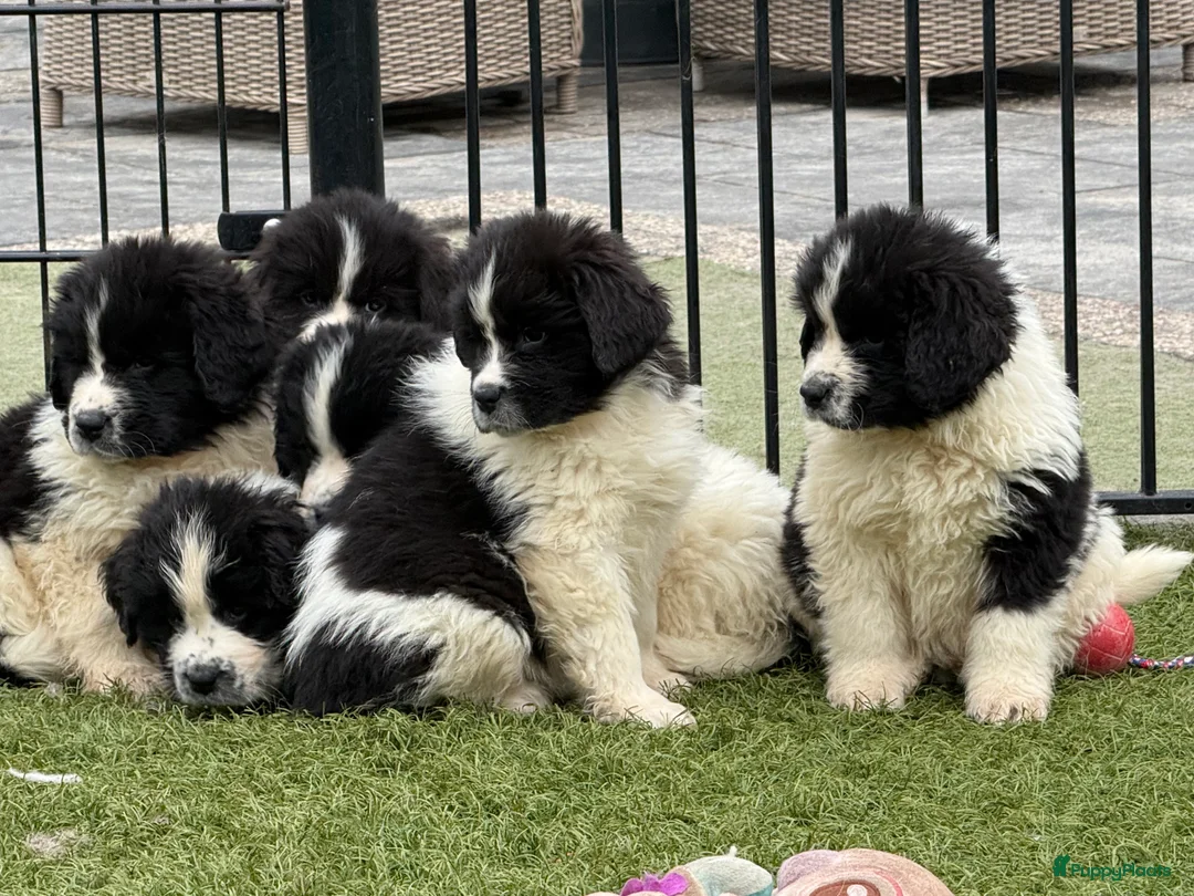 Newfoundlander honden te koop: Newfoundlander pups  - Advertentie 19