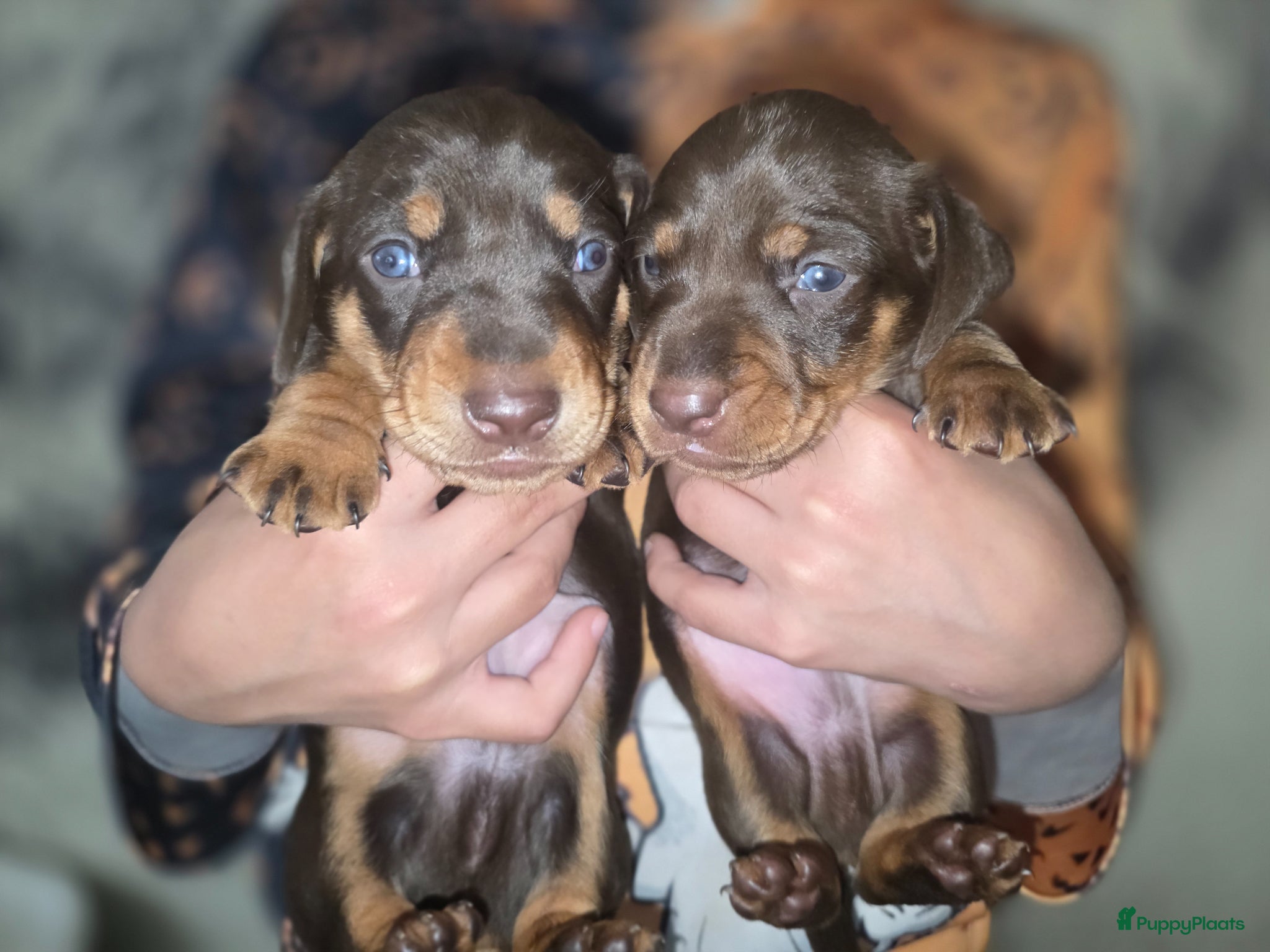 Teckel (korthaar)  honden te koop: ❤️ Prachtige, sociale, lieve dwergteckel pups ❤️ - Advertentie 14