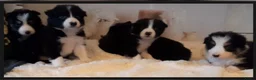 Border Collie honden te koop: Prachtige, lieve Border Collie pups - Advertentie 5