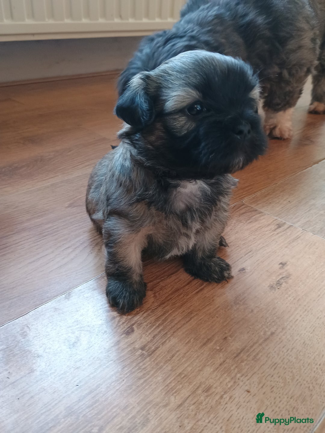 Boomer honden te koop: Super liever Boomer puppy's - Advertentie 5