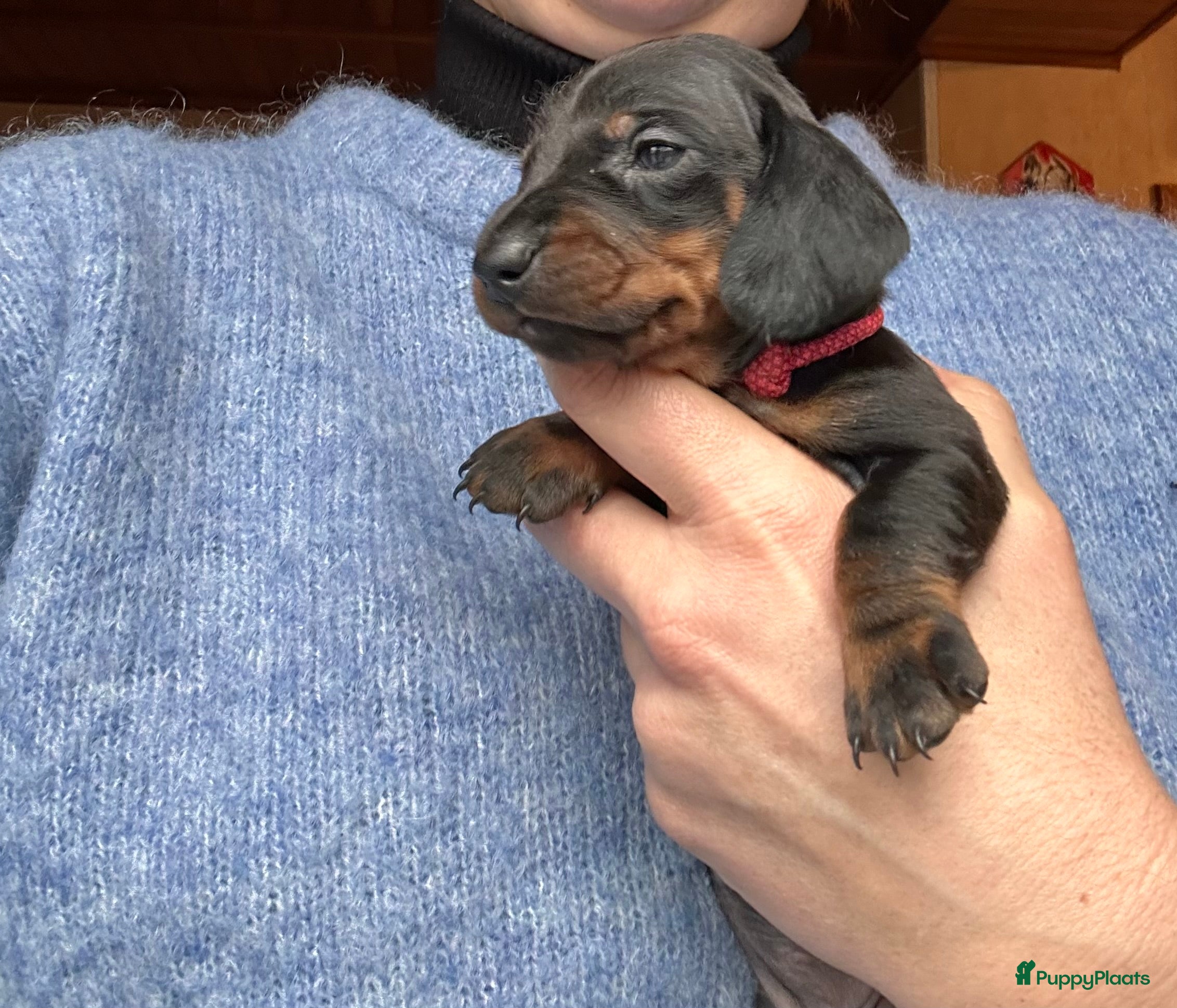 Teckel (korthaar)  honden Kortharige standaard teckel pups - Advertentie 1