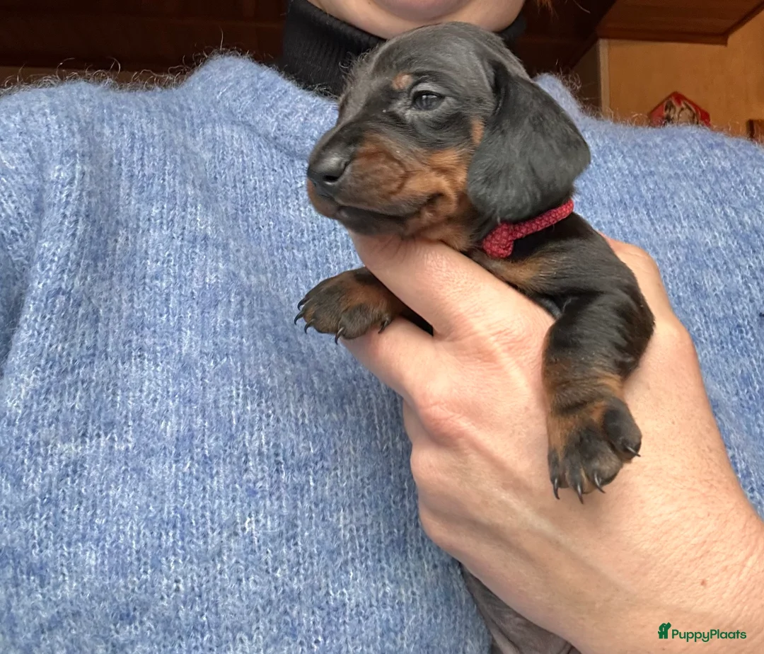 Teckel (korthaar)  honden te koop: Kortharige standaard teckel pups - Advertentie 1