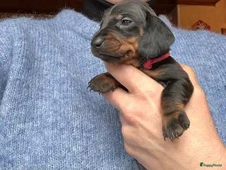 Teckel (korthaar) honden Kortharige standaard teckel pups - Advertentie 3