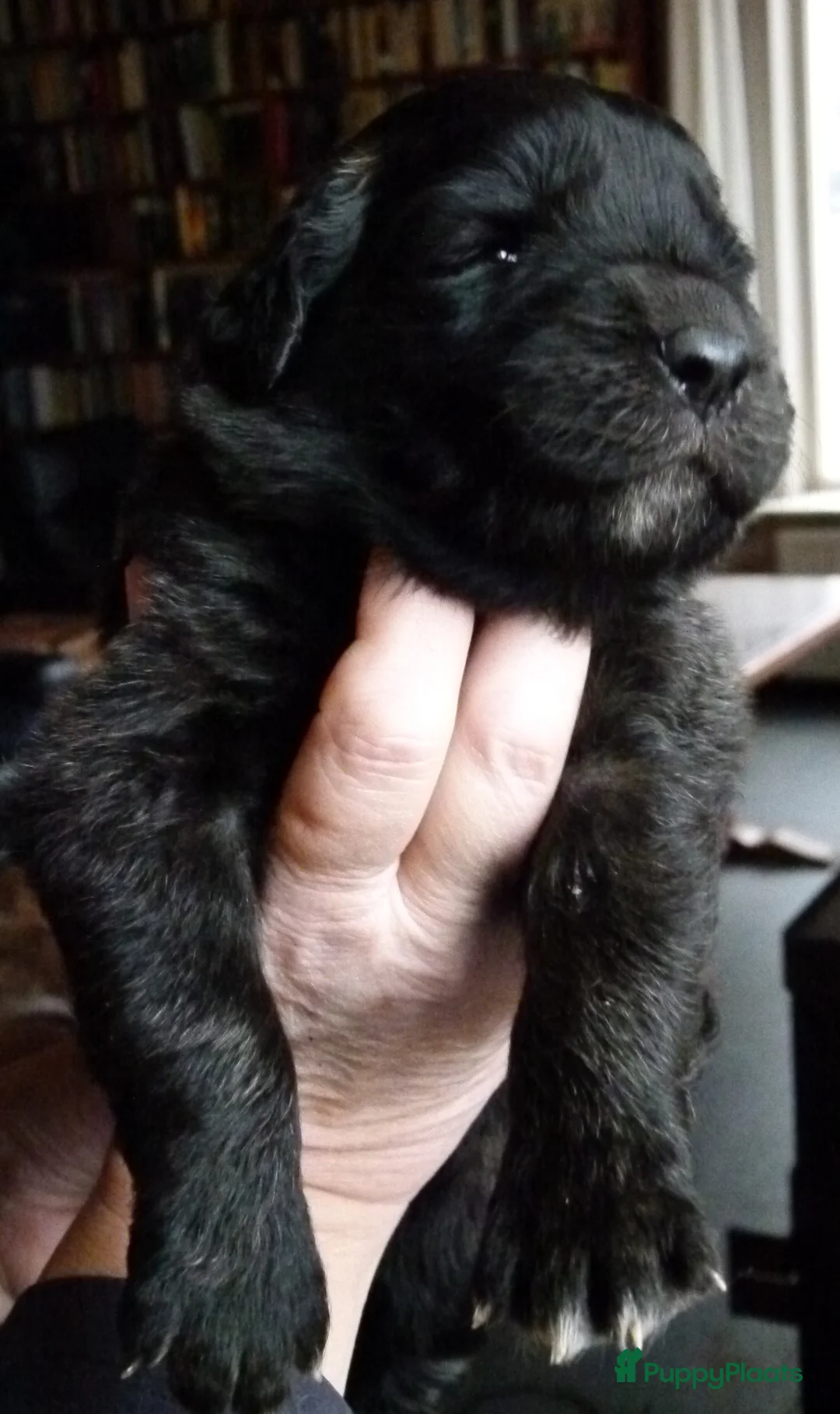 Leonberger honden te koop: Leonberger pups (teefjes)uit bijzondere combinatie - Advertentie 7