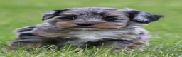 Kruising honden te koop: Boompoo pups - Advertentie 6