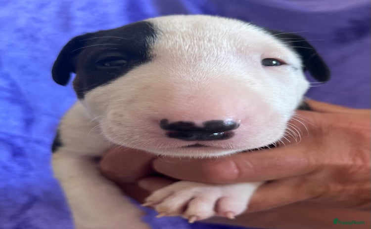 Bull Terriër honden - Advertentie 6