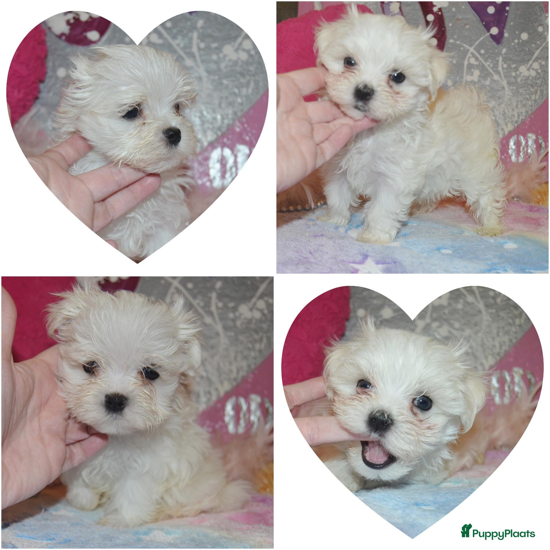Maltezer honden Kleinblijvende Maltezer puppy reutjes  - Advertentie 10