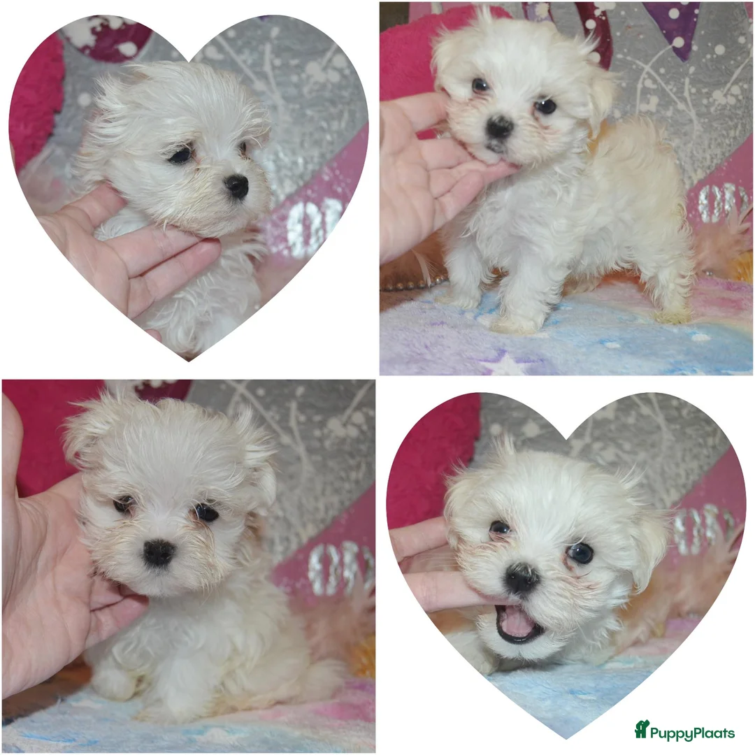 Maltezer honden te koop: Kleinblijvende Maltezer puppy reutjes  - Advertentie 1
