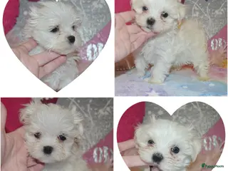 Maltezer honden Kleinblijvende Maltezer puppy reutjes - Advertentie 10