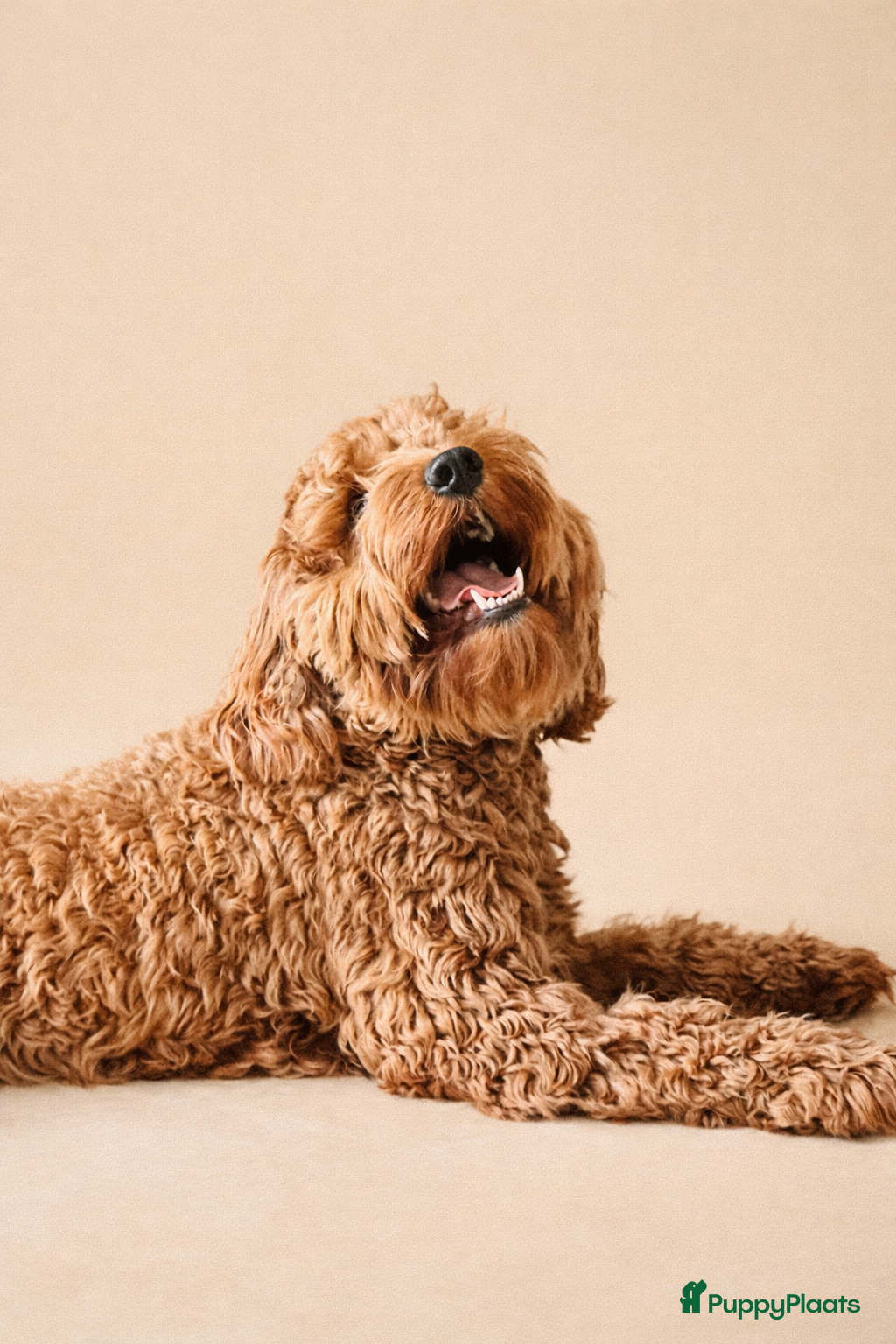 Labradoodle honden Labradoodle dekreu | Getest  - Advertentie 4