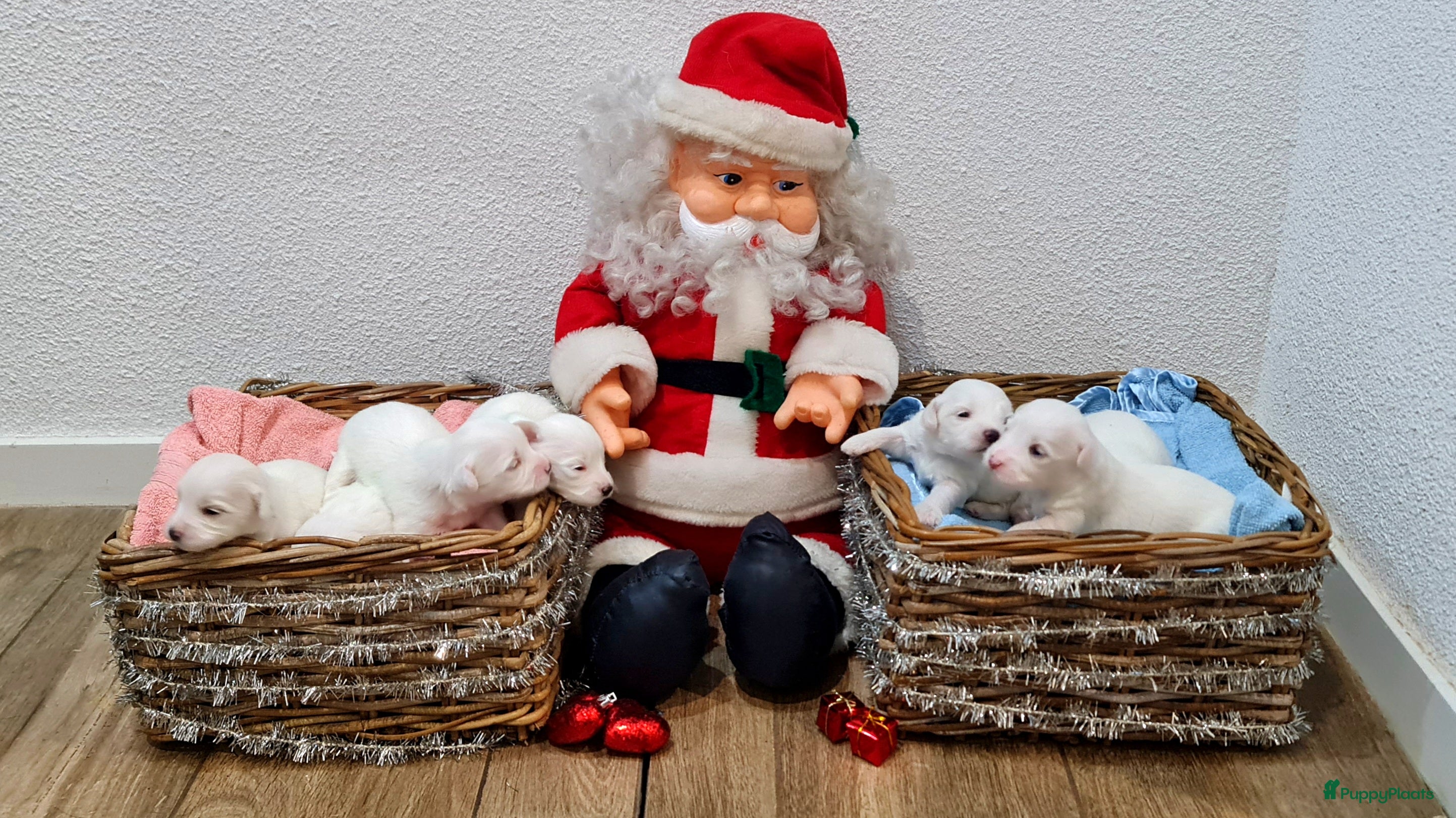 Maltezer honden 🥰 7 Prachtige Maltezer pups! 🐶 - Advertentie 14