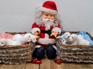 Maltezer honden 🥰 7 Prachtige Maltezer pups! 🐶 - Advertentie 14