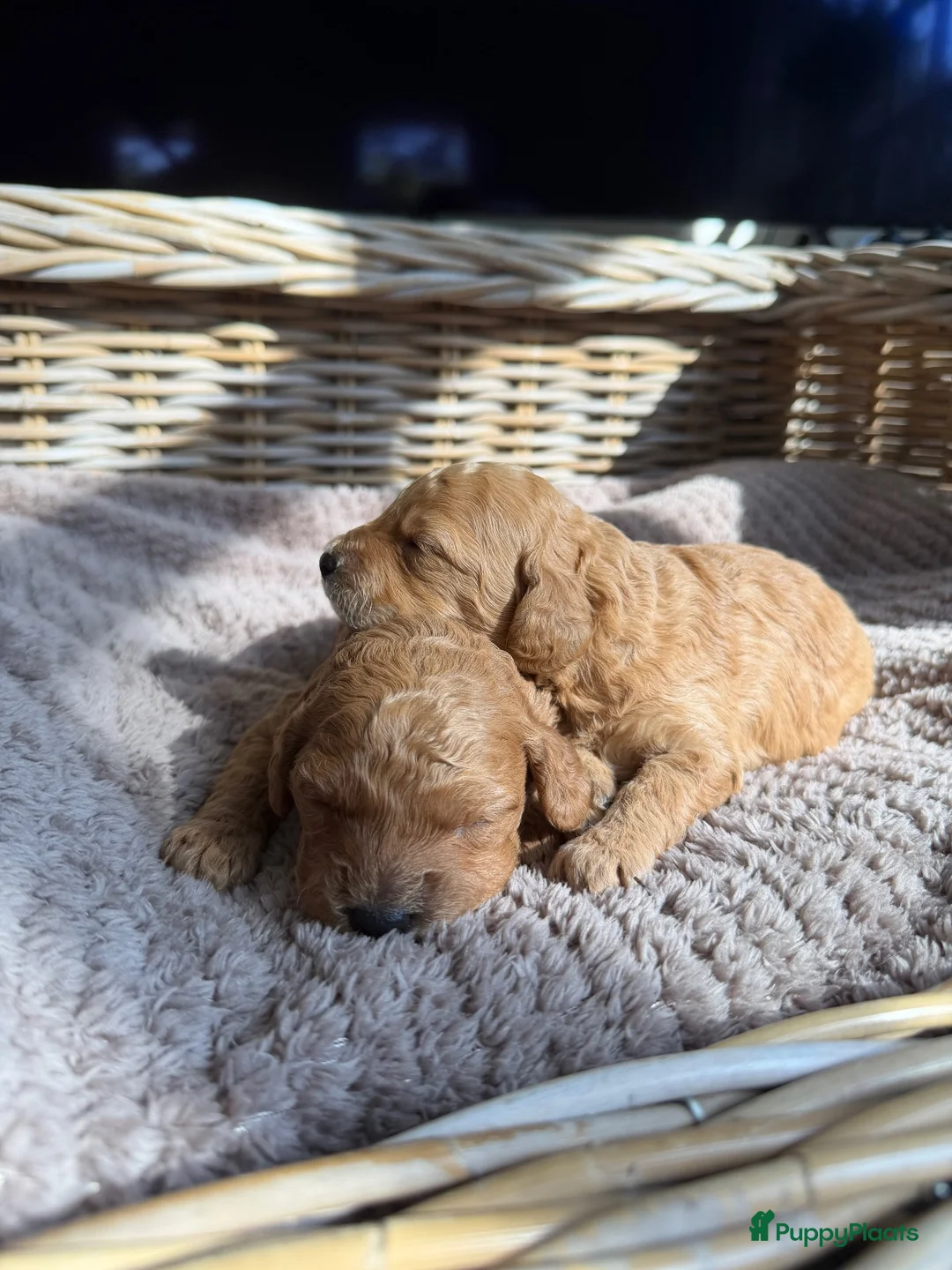 Labradoodle honden te koop: Mini labradoodle  - Advertentie 2