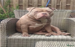 Amerikaanse Bully honden ter dekking: American bully ter dekking aangeboden - Advertentie 4