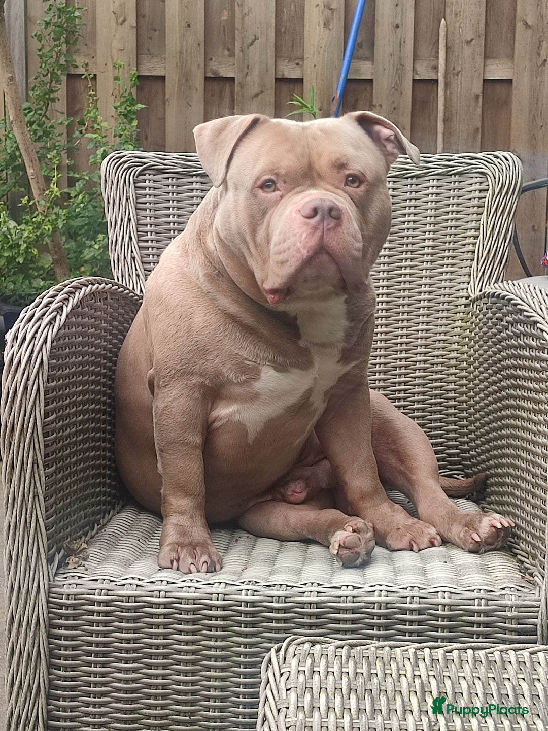 Amerikaanse Bully honden ter dekking: American bully ter dekking aangeboden - Advertentie 4