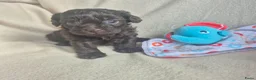 Kruising honden te koop: Lieve mini boompoo  - Advertentie 17