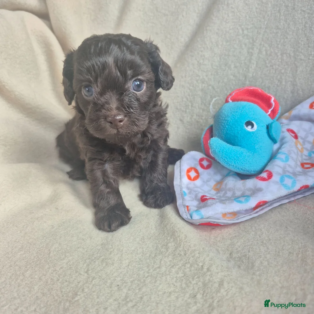 Kruising honden te koop: Lieve mini boompoo  - Advertentie 17