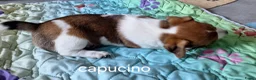 Jack Russel Terriër honden te koop: Mooie jack russel pups te koop - Advertentie 3