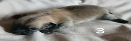 Pomchi honden te koop: Te koop - prachtige pomeriaan pups - Advertentie 8