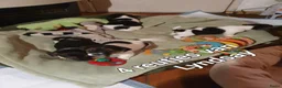 Jack Russel Terriër honden te koop: Gezonde raszuiver gefokt Jack Russel pups laagbeen - Advertentie 20