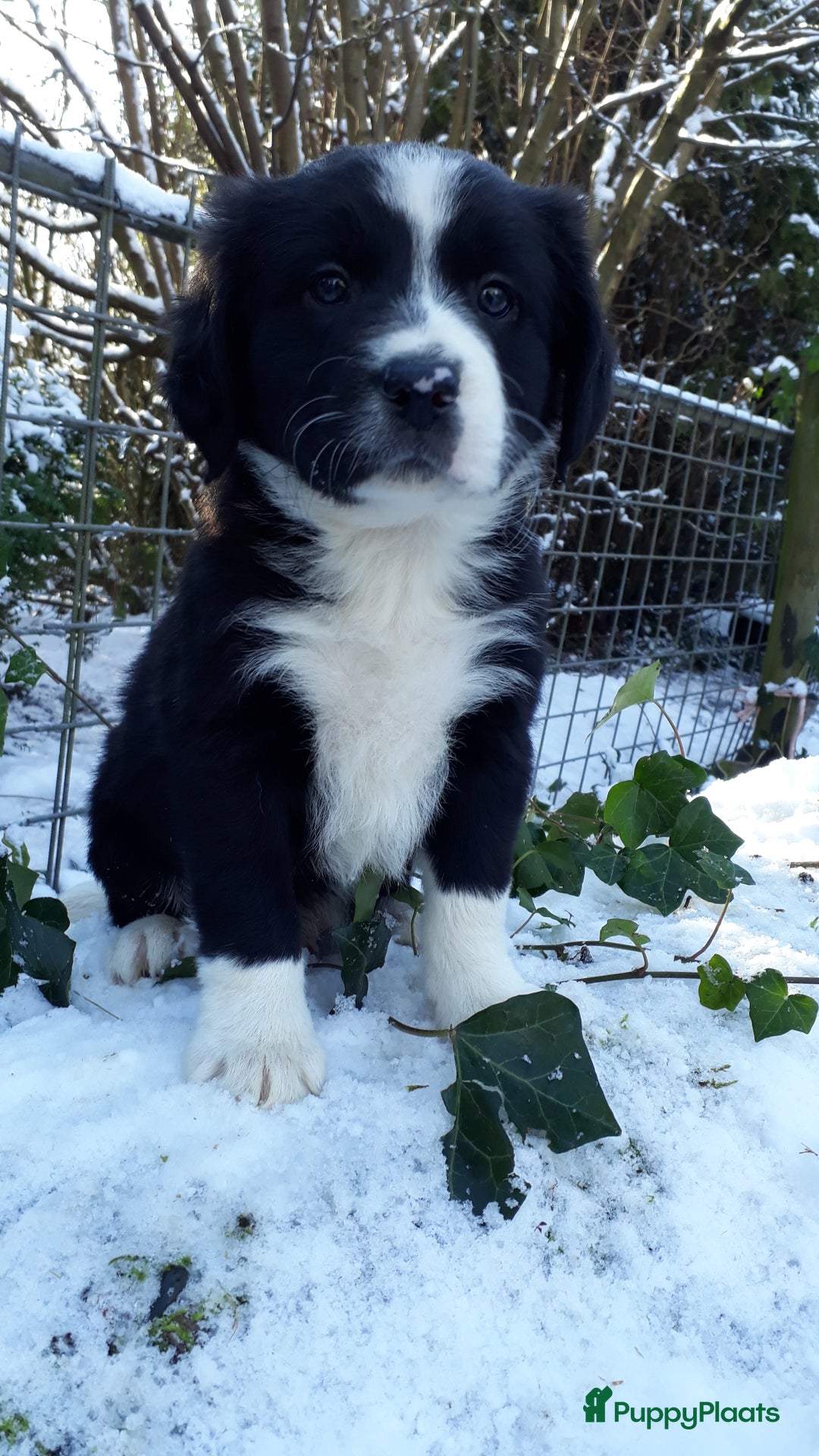 Kruising honden te koop: Prachtige kruising pups - Advertentie 8