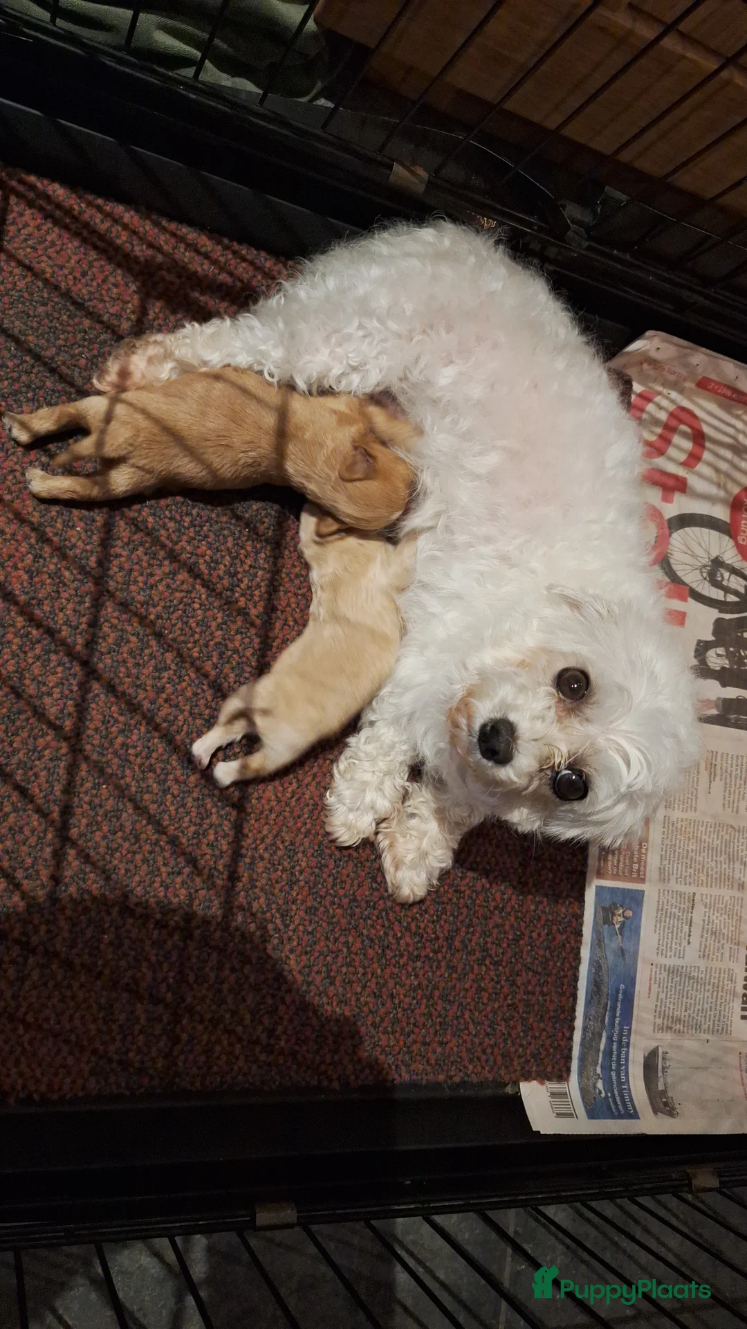 Maltipoo honden te koop: Maltipoo pups. Super mini - Advertentie 8