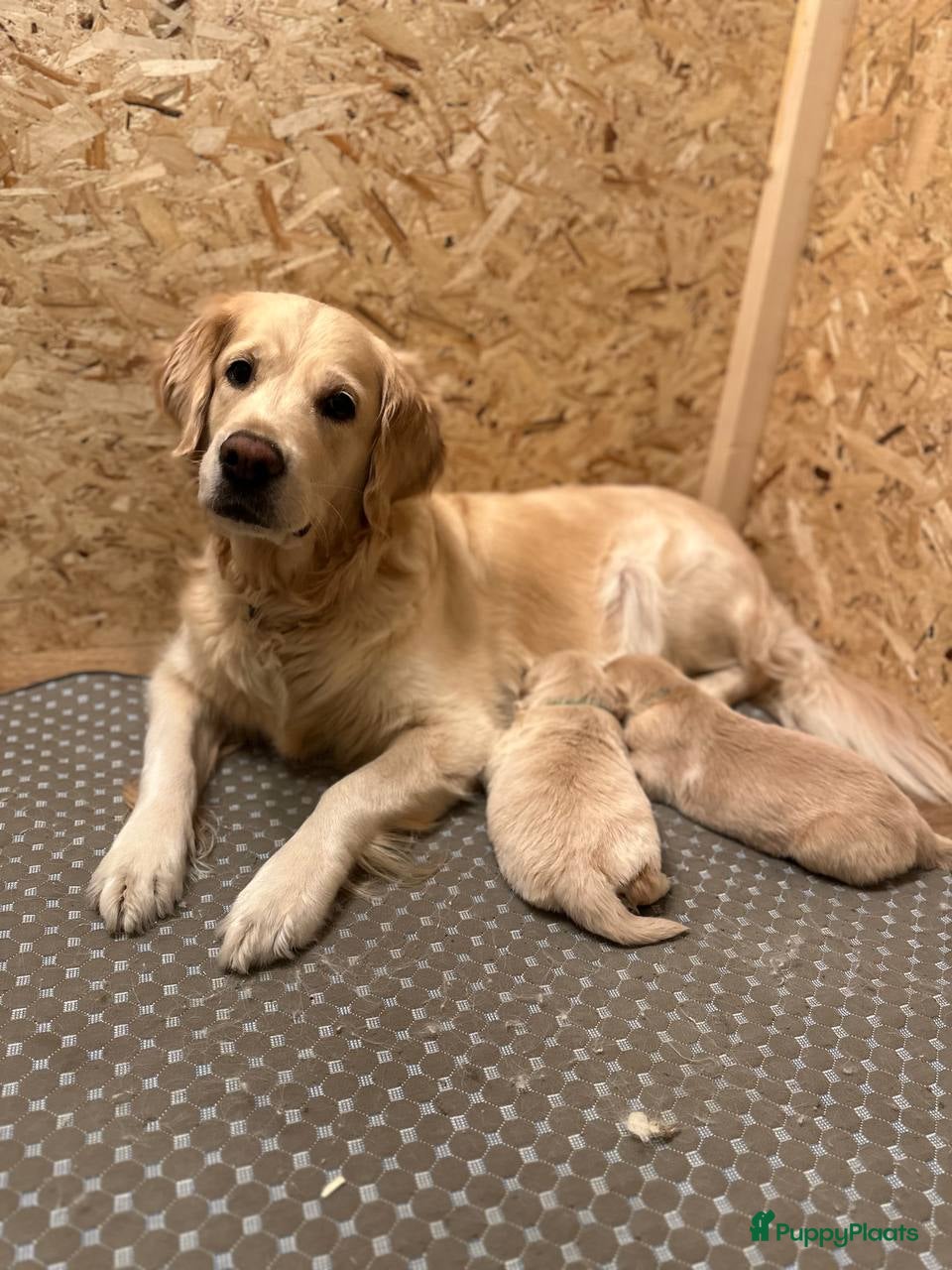 Golden Retriever honden Golden Retriever pups,  - Advertentie 6