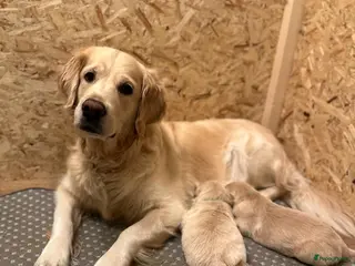 Golden Retriever honden Golden Retriever pups, - Advertentie 6