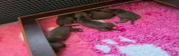 Ruwhaar Teckel honden te koop: Chocotan ruwharige prachtige pups !!!! - Advertentie 5