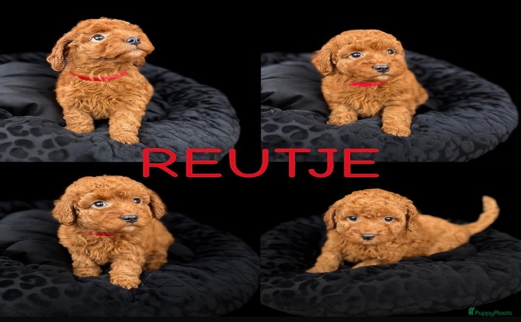 Poedel Toy honden - Advertentie 3