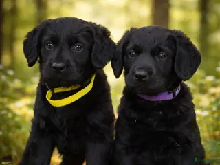 Labradoodle honden De aller leukste en liefste F1 Labradoodles - Advertentie 1