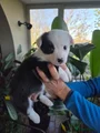 Welsh Corgi Cardigan Puppy 8