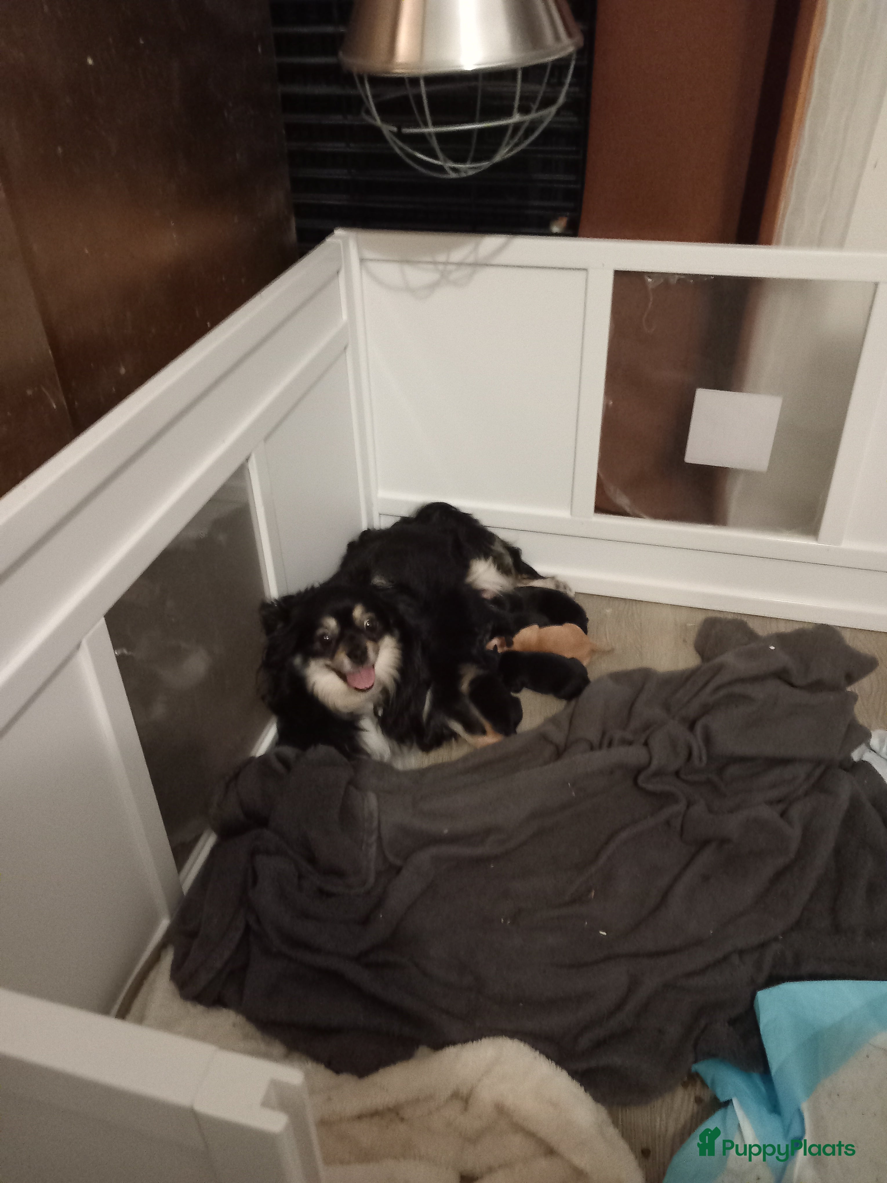 Chihuahua honden 4  chihuahua  pups - Advertentie 2