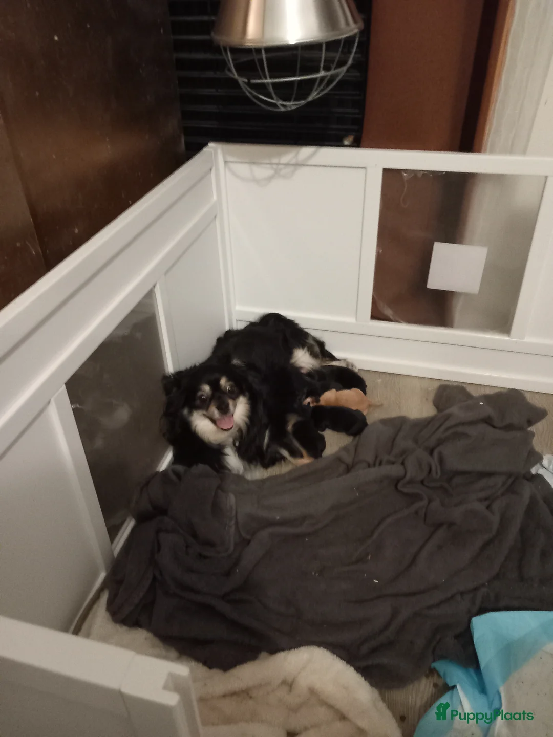 Chihuahua honden te koop: 4  chihuahua  pups - Advertentie 1