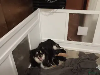 Chihuahua honden 4 chihuahua pups - Advertentie 2