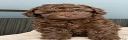 Bolonka Zwetna honden te koop:  Marron bruin bolonka zwetna teefje met stamboom  - Advertentie 1