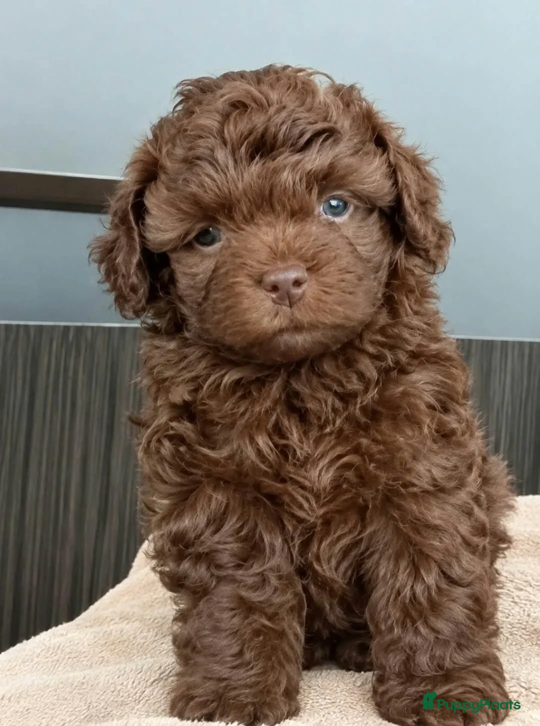 Bolonka Zwetna honden te koop:  Marron bruin bolonka zwetna teefje met stamboom  - Advertentie 1