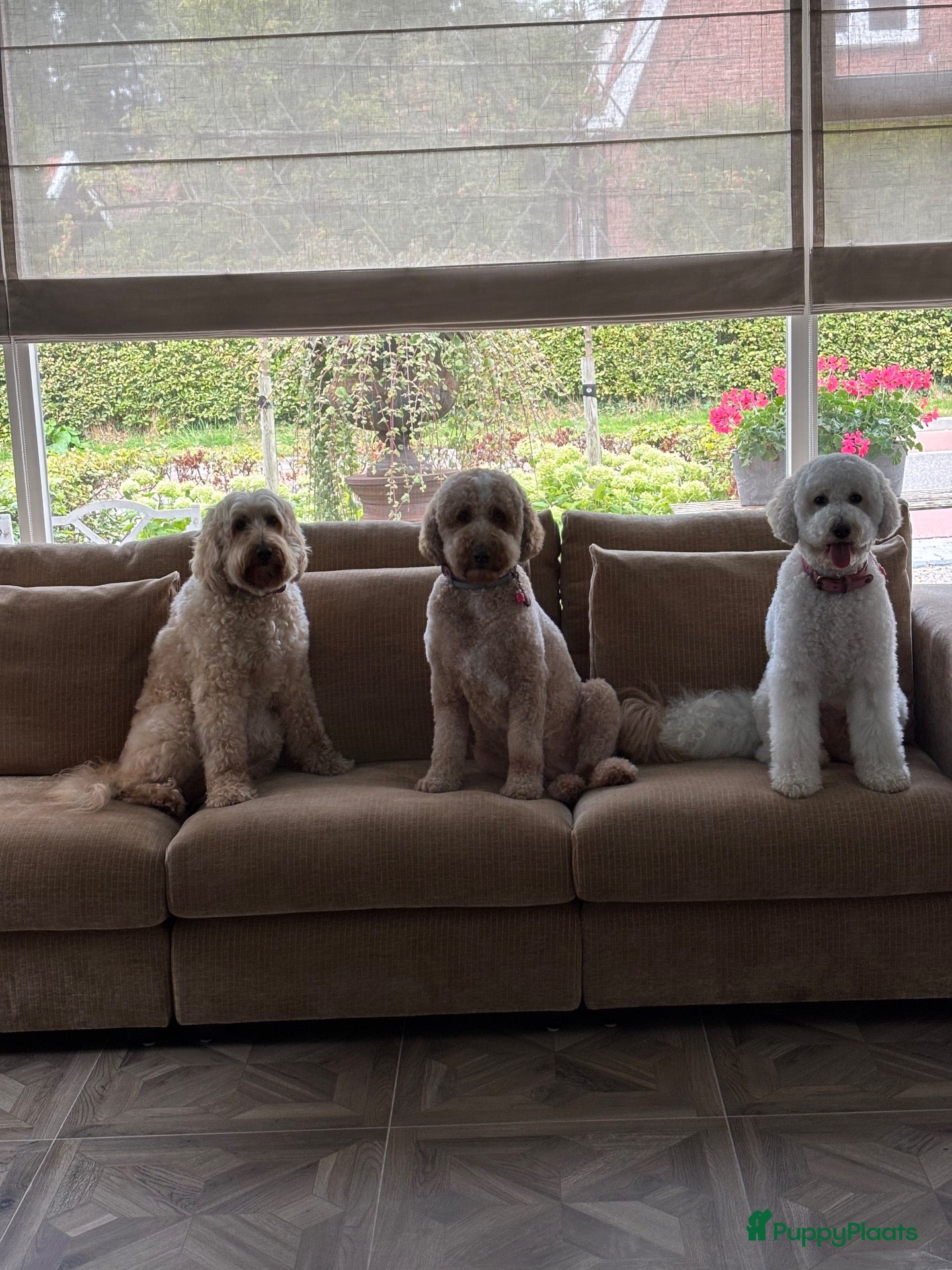 Australian Labradoodle honden Australian Labradoodle pups - Advertentie 2