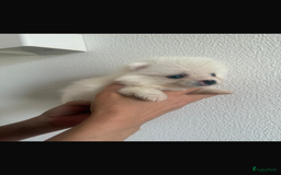 Pomsky honden te koop: 4 prachtige pomsky’s in Breda - Afbeelding 4
