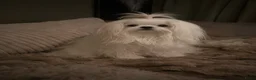Maltezer honden ter dekking: Mini malzeter  - Advertentie 6