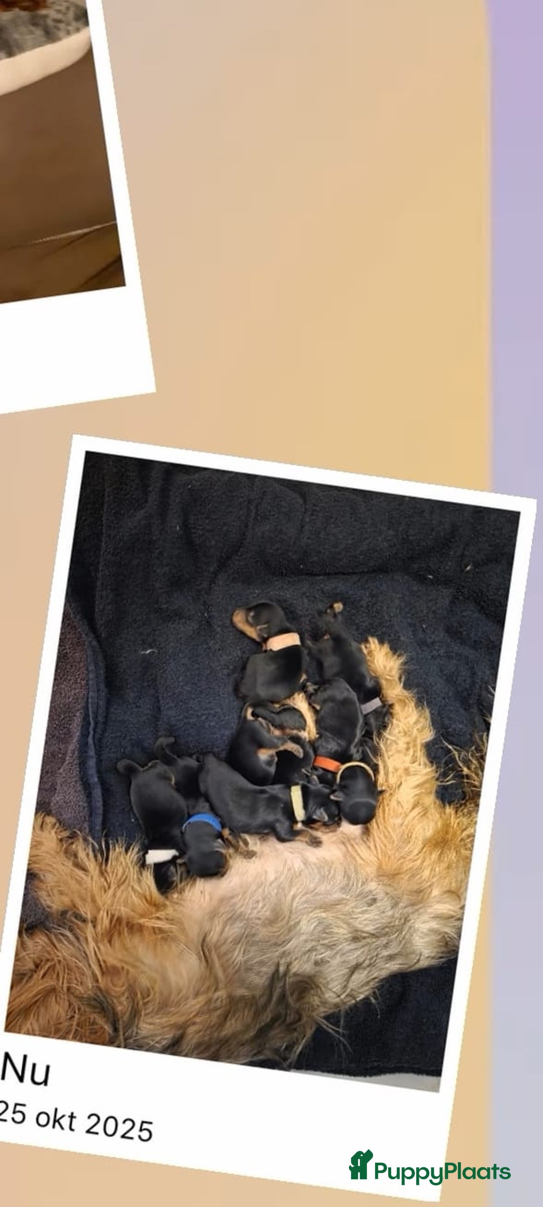 Yorkshire Terriër honden te koop: Yorkshire terrier pups  - Advertentie 5